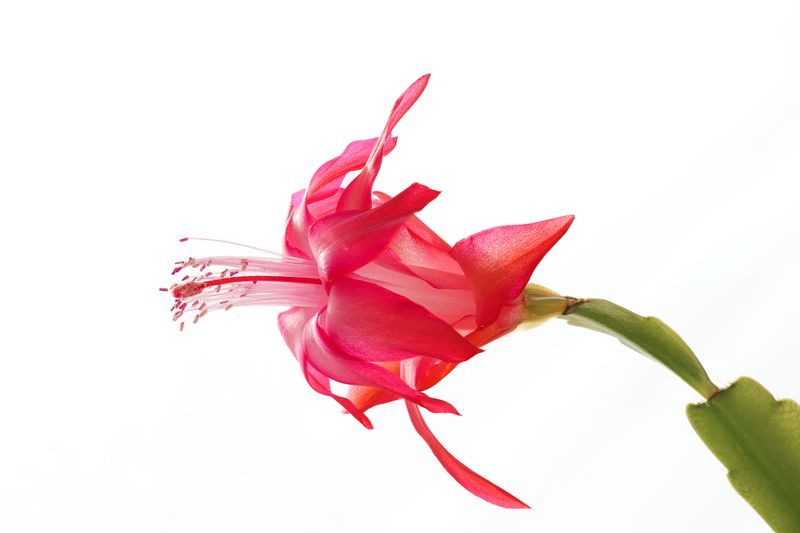 Tubular Flowers Shaped For Hummingbird Beaks
