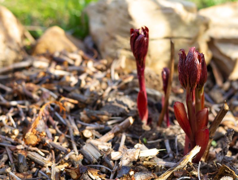 Tuck A Thin Blanket Over Those Shallow Buds Tuck A Thin Blanket Over Those Shallow Buds