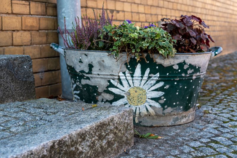 Tuck Dark Heuchera Beside Pansies And Asters