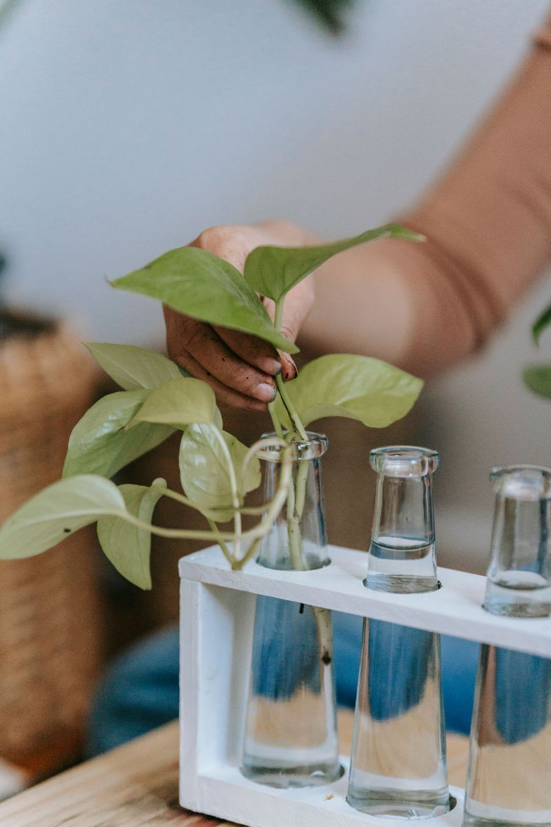 Tuck Fresh Cuttings Into The Same Pot