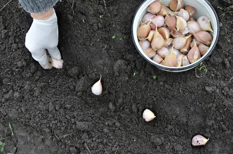 Tuck Garlic Cloves Into The Soil