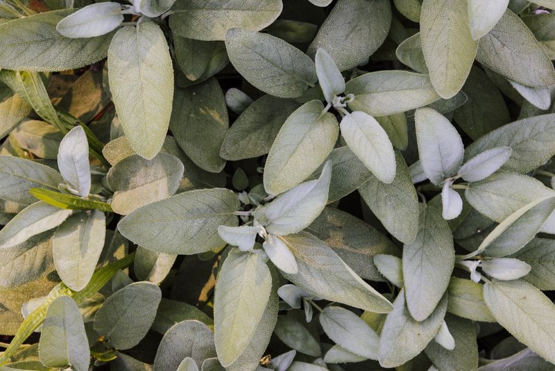Tuck In Silvery Sage As A Filler Tuck In Silvery Sage As A Filler