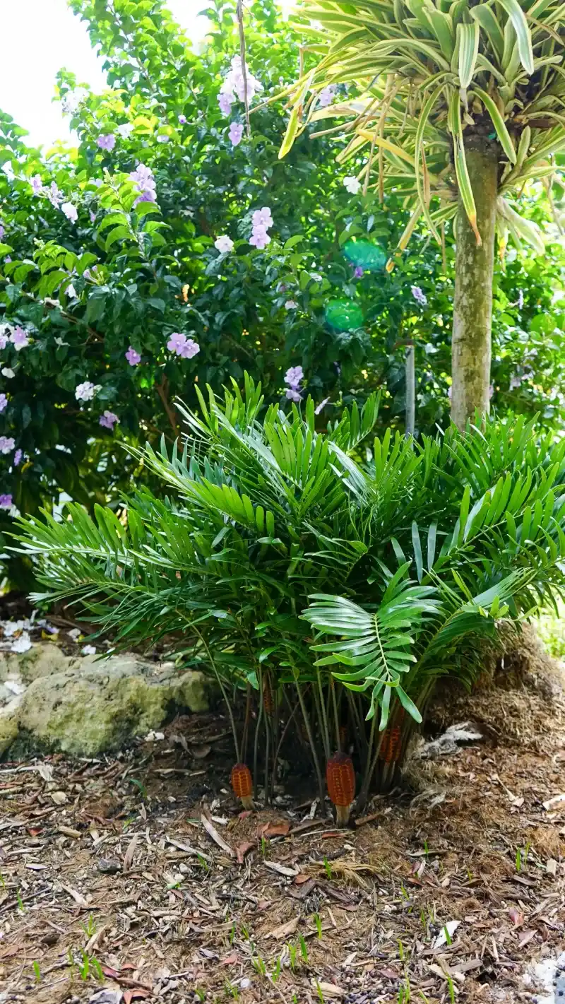 Tuck It Into Foundation Plantings Tuck It Into Foundation Plantings