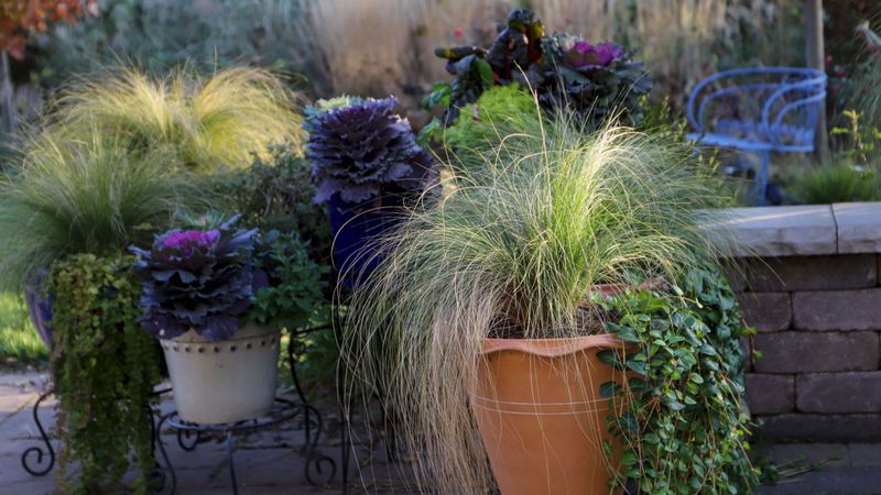 Tuck Ornamental Grasses Into Your Tallest Containers