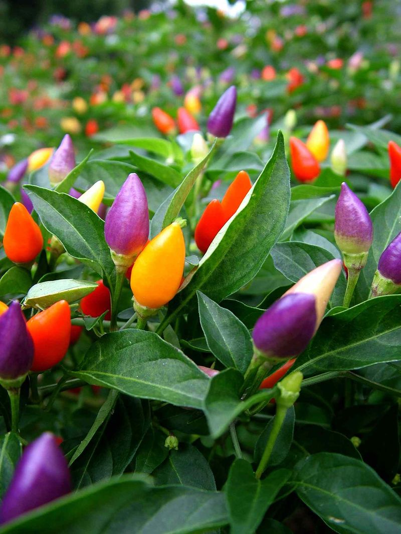 Tuck Ornamental Peppers Beside Pumpkins For Matching Orange Tones Tuck Ornamental Peppers Beside Pumpkins For Matching Orange Tones