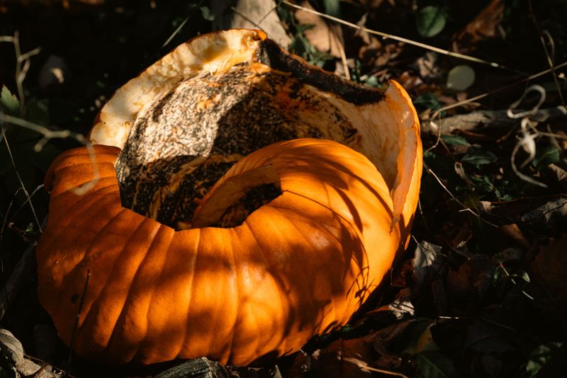 Tuck Pumpkin Chunks Deep To Keep Critters Away