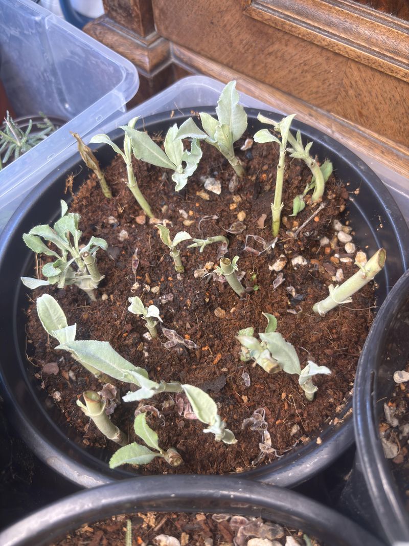 Tuck Sage Cuttings Into Gritty Soil Tuck Sage Cuttings Into Gritty Soil