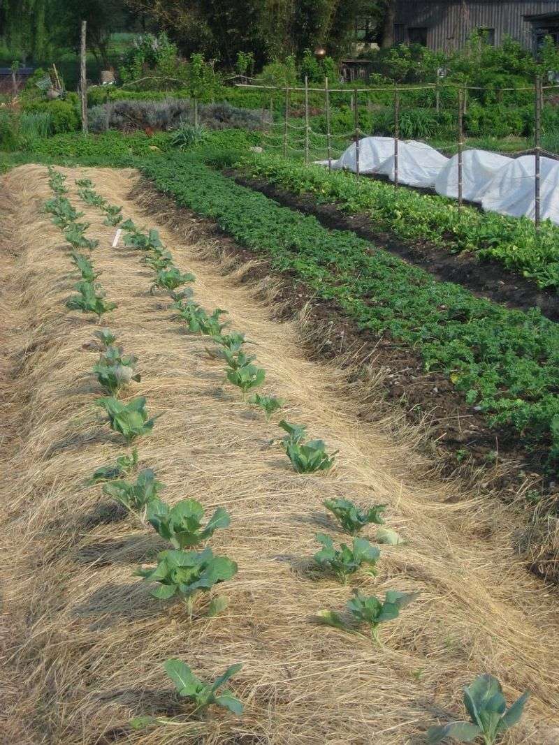 Tuck Spinach And Kale Transplants Into Warm Bales