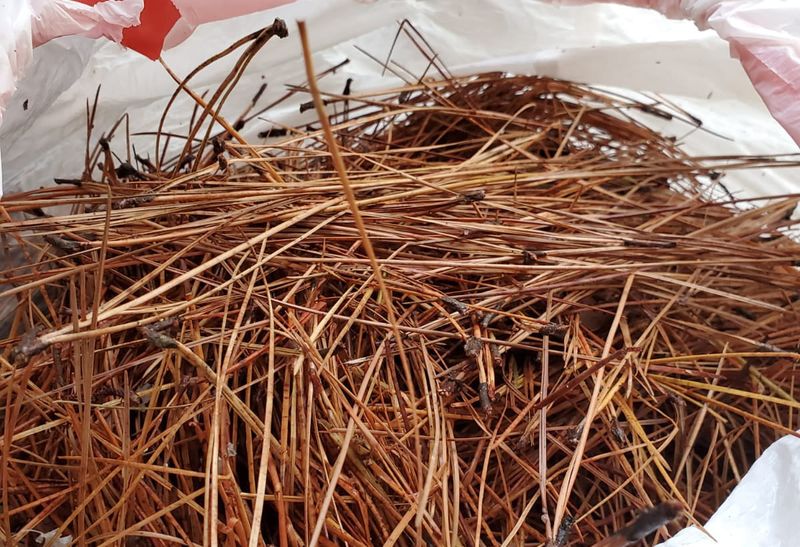 Tuck Them Around Plants For Winter Protection