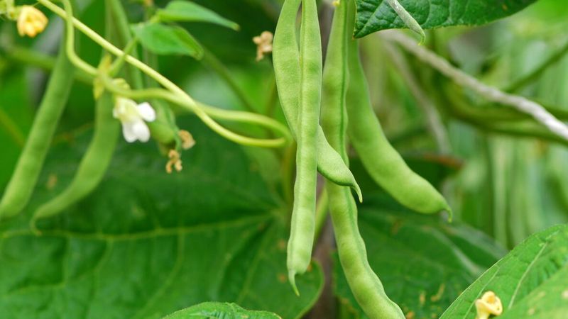 Tug Out Finished Bean Plants 