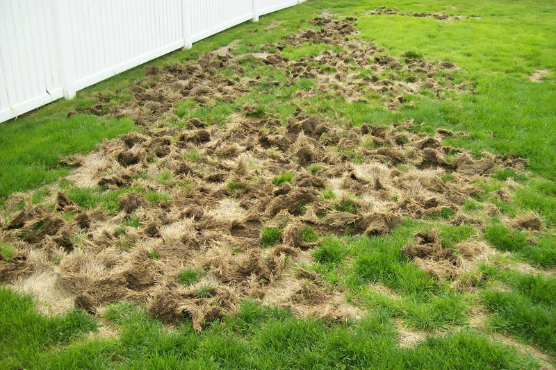 Tug The Turf To Test For Grubs Tug The Turf To Test For Grubs
