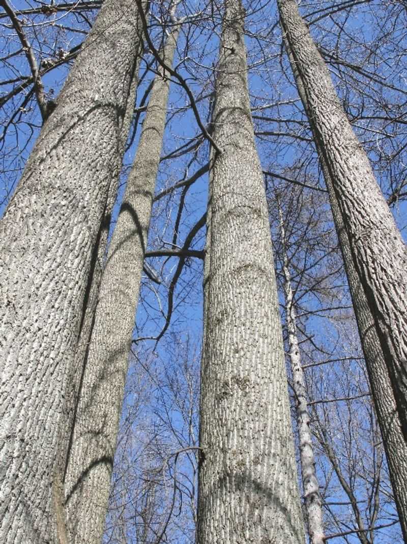 Tulip-Tree Grows Tall And Straight Tulip-Tree Grows Tall And Straight