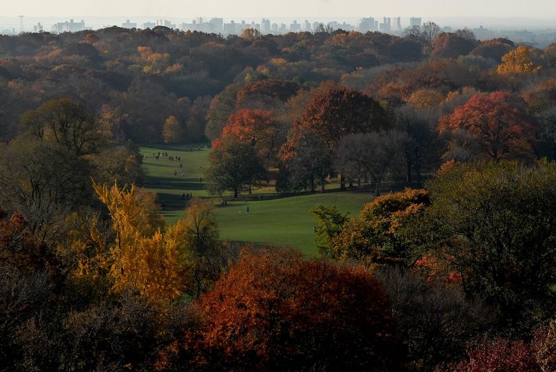 Tulip Trees And Sweetgums Paint The Park Gold And Burgundy