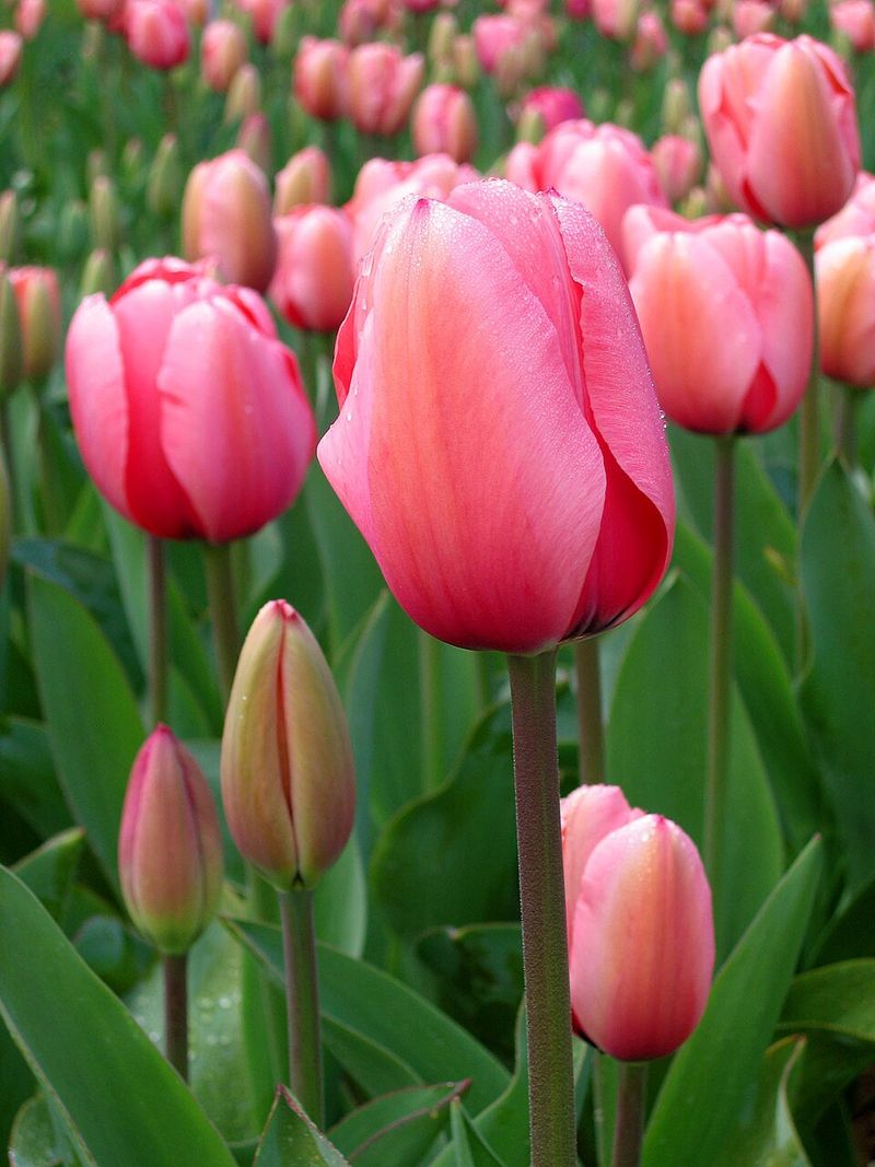 Tulip Tulip