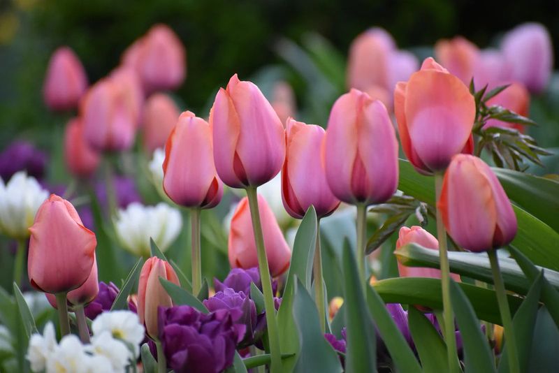 Tulips And Hyacinths Need Chilling First Tulips And Hyacinths Need Chilling First