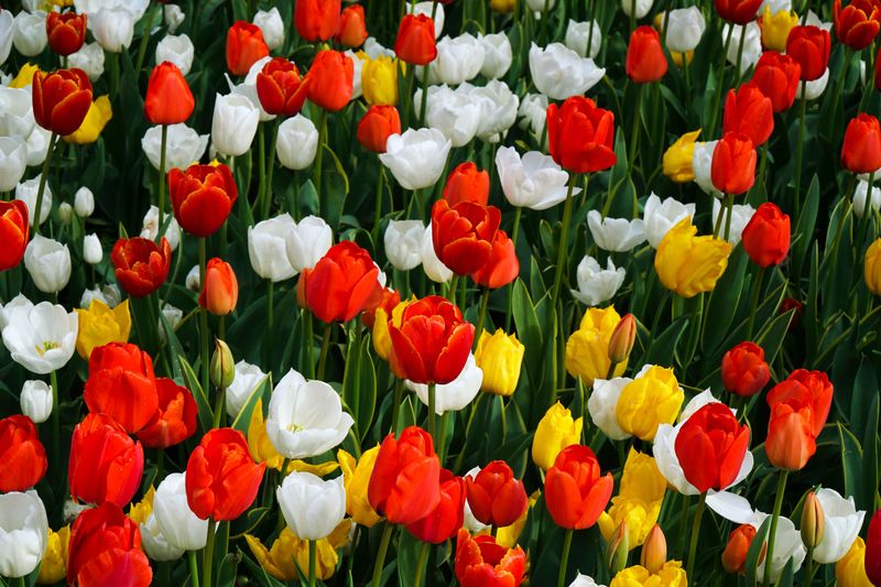 Tulips Bring Bold Cups Of Color