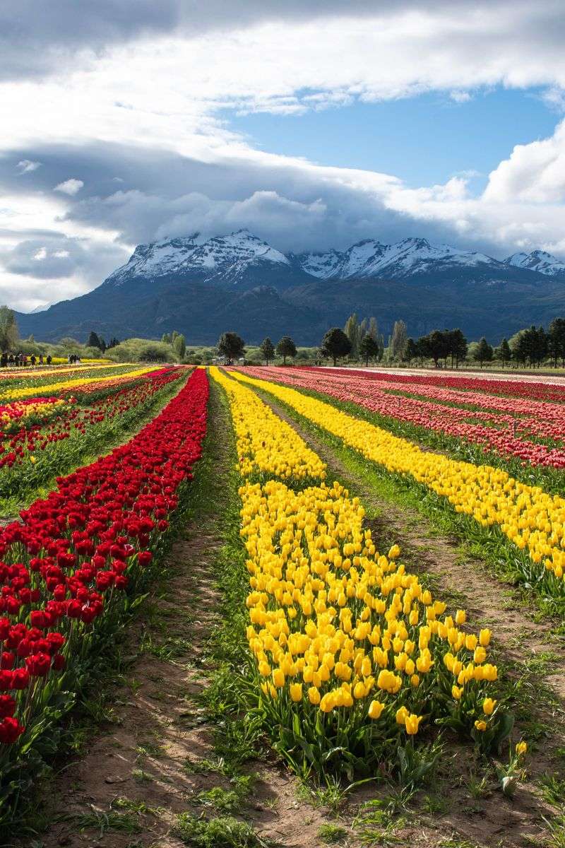 Tulips Come From Cold Mountain Homes