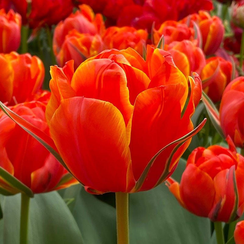 Tulips For Bold, Bright Color Tulips For Bold, Bright Color