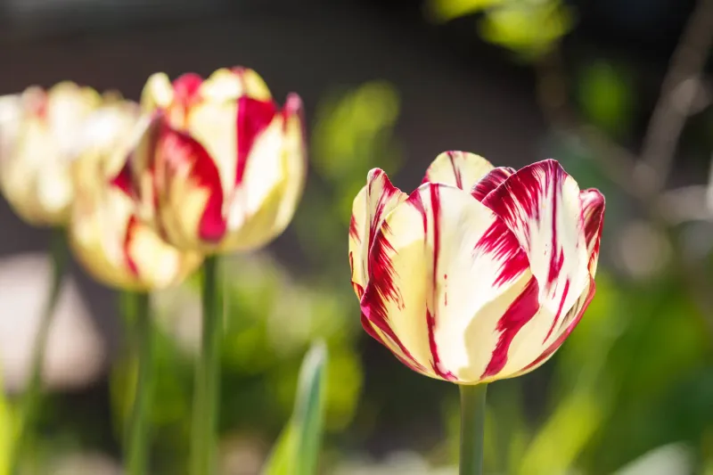 Tulips For Bold Spring Color Tulips For Bold Spring Color