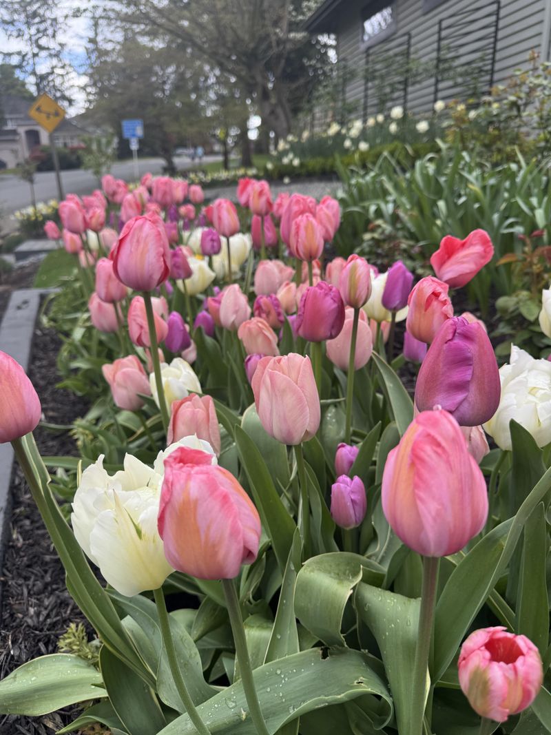Tulips For Classic Cottage Color Tulips For Classic Cottage Color