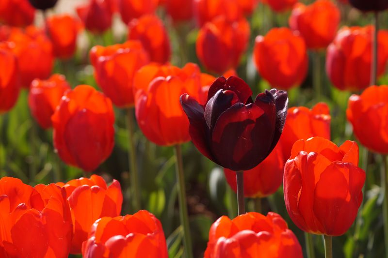 Tulips With Bold Cups Of Color