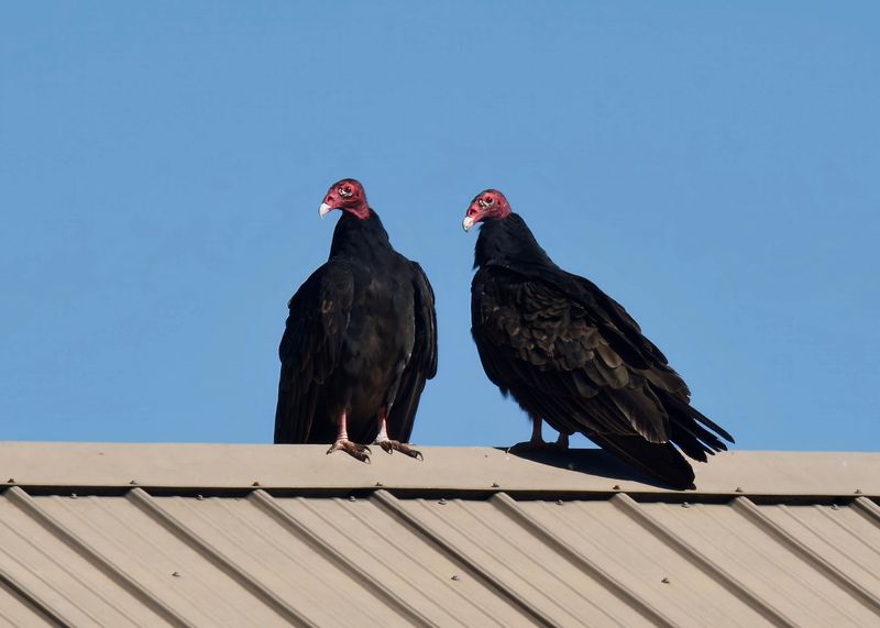 Turkey Vulture Numbers Peak In Florida In Winter Turkey Vulture Numbers Peak In Florida In Winter