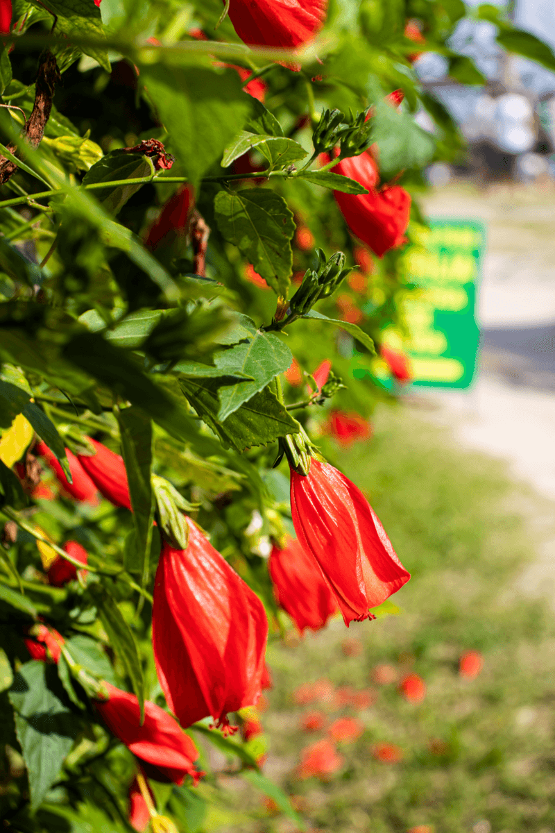 Turk’s Cap For Hibiscus-Like Red Flowers