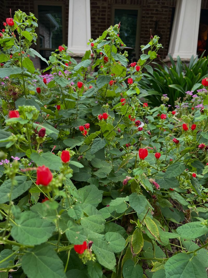 Turk's Cap Thrives In Sun Or Shade