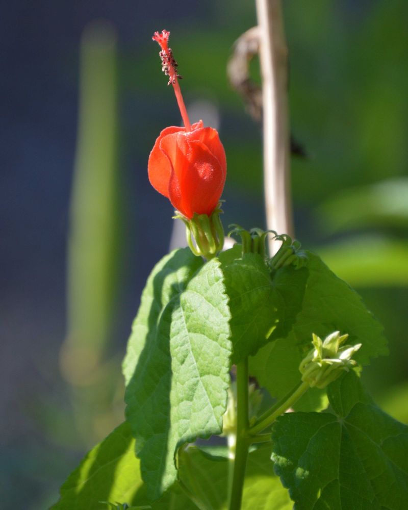 Turk's Cap