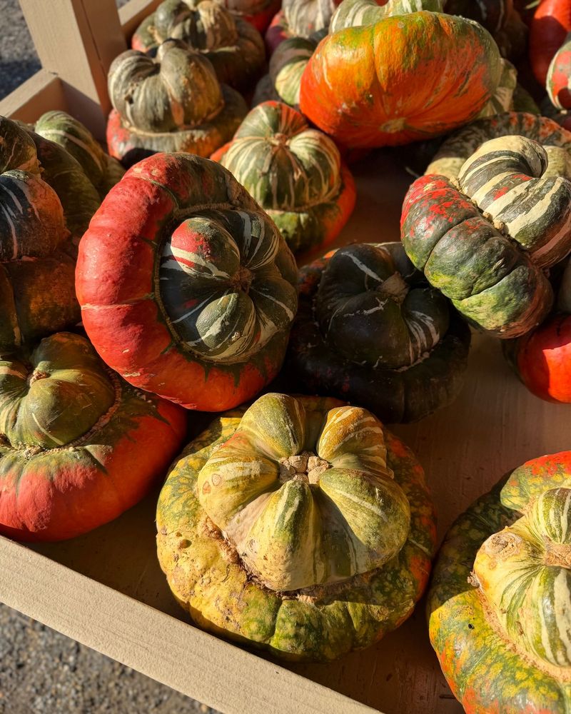 Turk’s Turban Squash For Short-Term Fall Decor