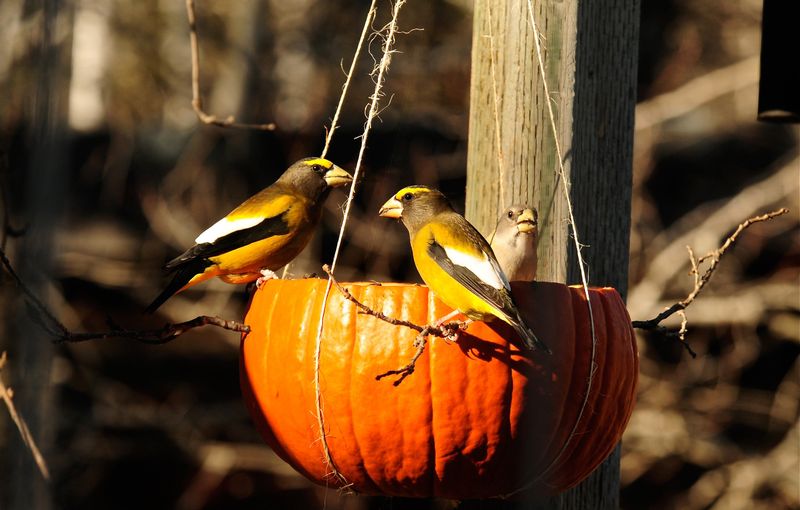 Turn A Pumpkin Shell Into A Songbird Feeder