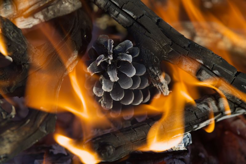 Turn Dried Cones Into Resin-Rich Fire Starters Turn Dried Cones Into Resin-Rich Fire Starters