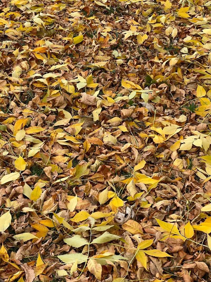 Turn Fallen Leaves Into Garden Gold Turn Fallen Leaves Into Garden Gold