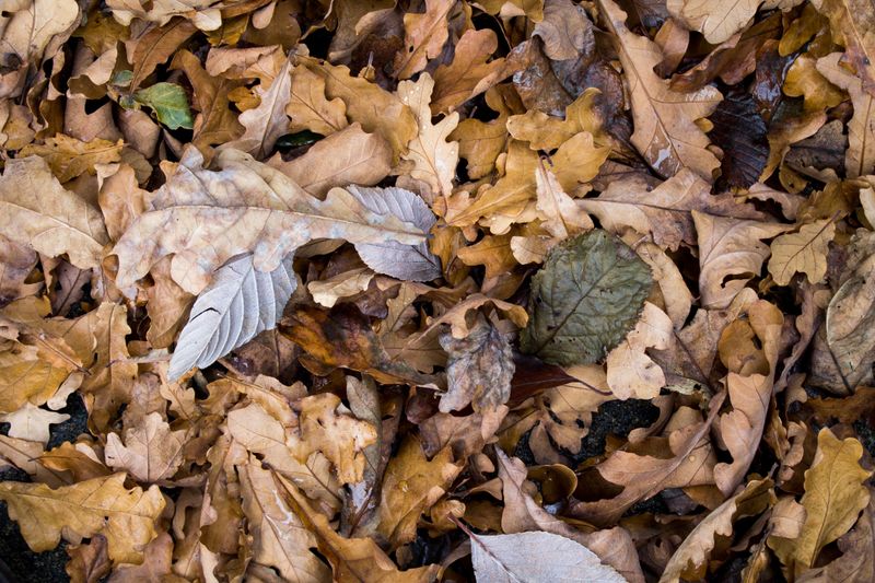 Turn Fallen Leaves Into Garden Gold Turn Fallen Leaves Into Garden Gold
