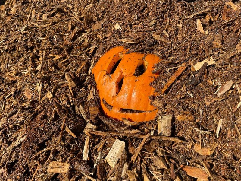 Turn Pumpkin Into Garden Mulch Turn Pumpkin Into Garden Mulch