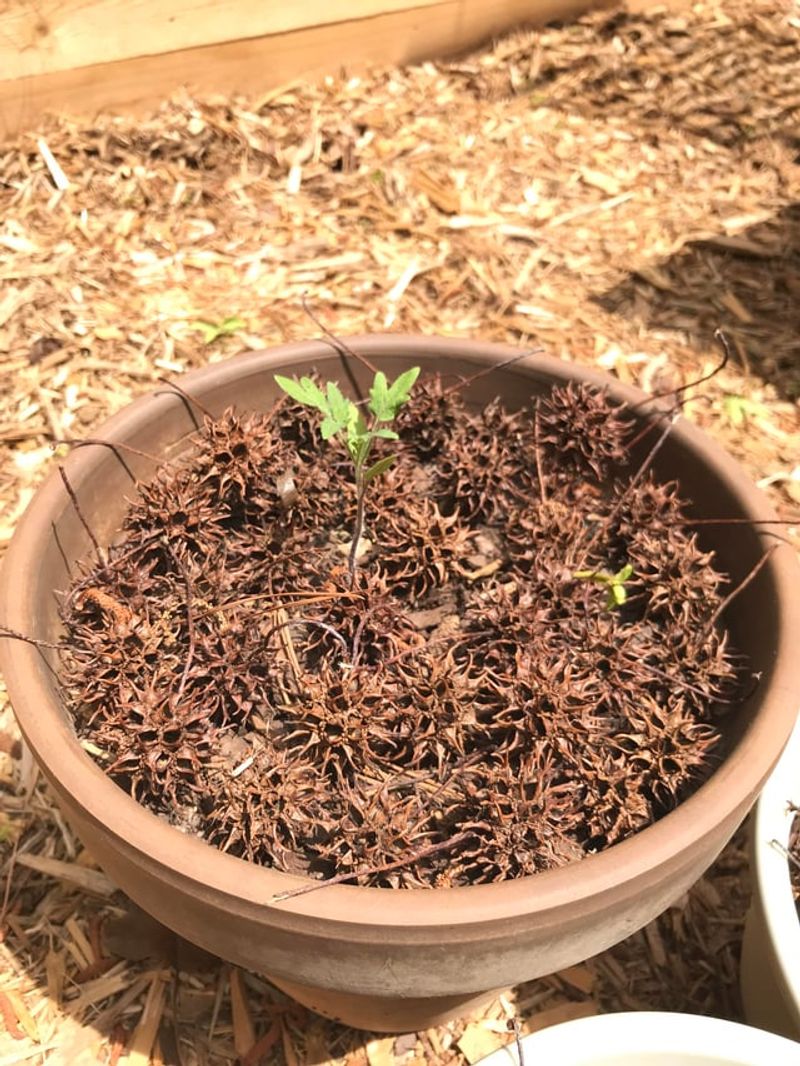 Turn The Pods Into Mulch Or Compost Turn The Pods Into Mulch Or Compost
