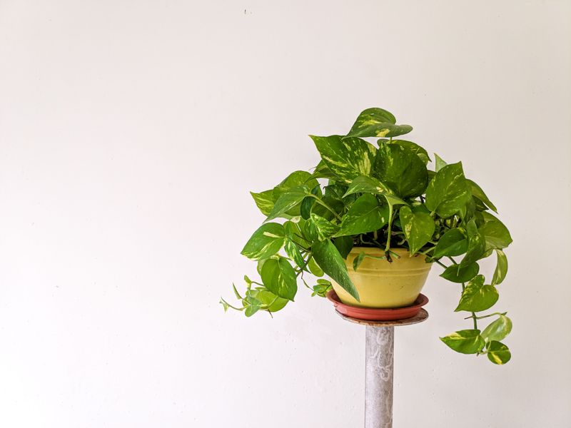 Turn The Pot Every Couple Of Weeks