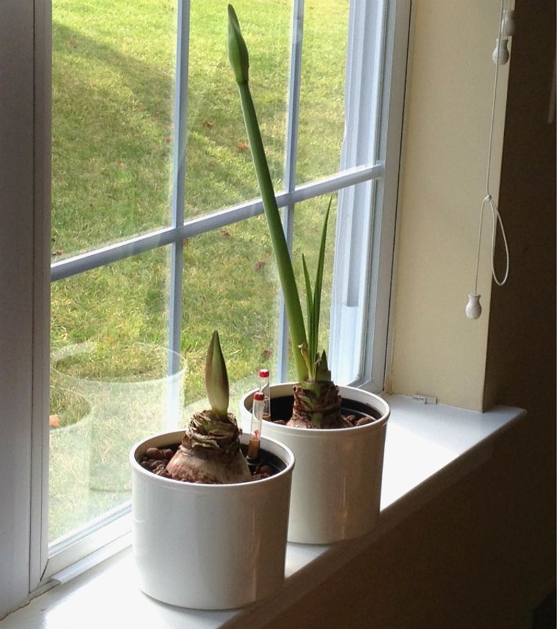 Turning The Pot Every Few Days Keeps Stalks Growing Straight