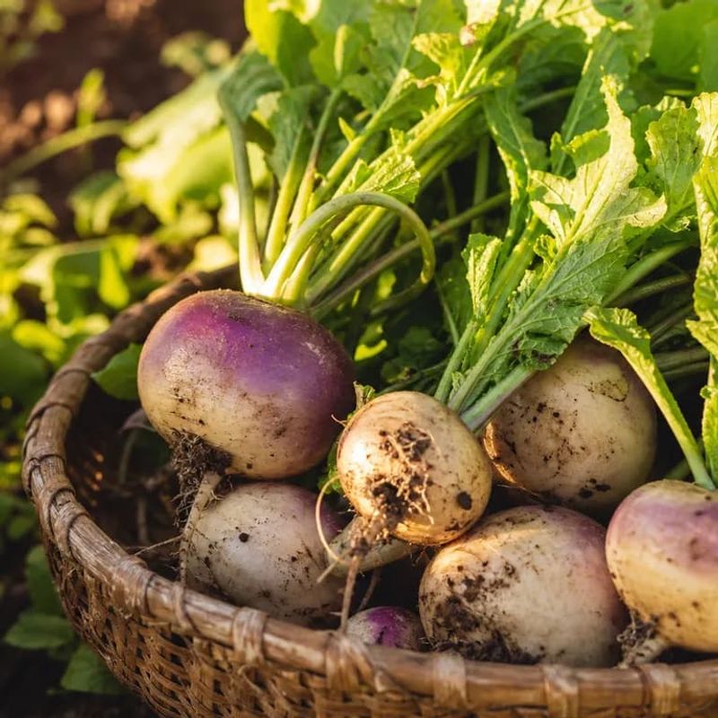 Turnip Greens Give You Tender Tops With Roots As A Bonus