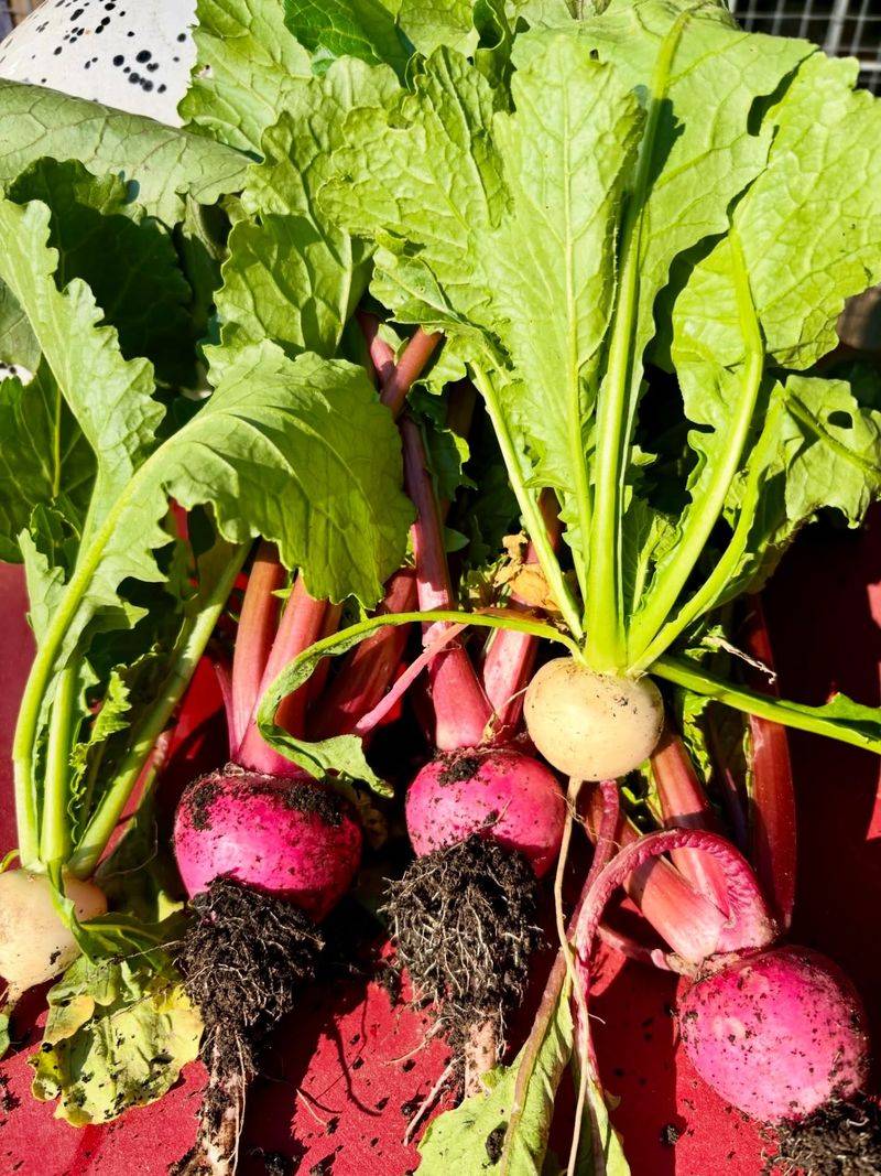 Turnips And Their Greens Mellow After Frost