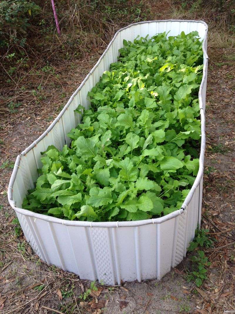 Turnips Grown For Tender Greens