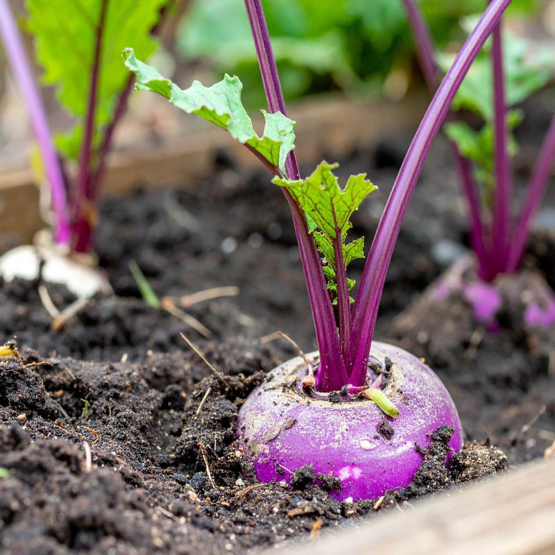 Turnips Have One Of The Longest Fall Planting Windows