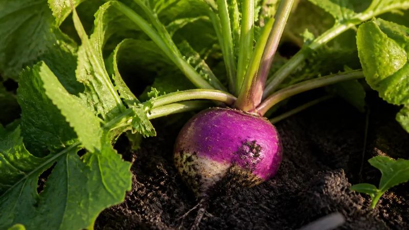 Turnips Make A Sweet Finish To Your Fall Harvest