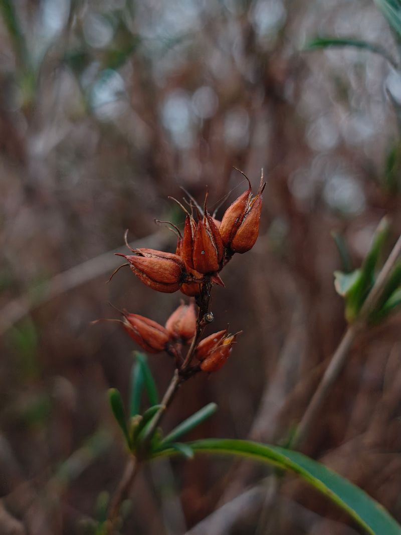 Turtlehead Seed Capsules Turn Brown And Split Open Turtlehead Seed Capsules Turn Brown And Split Open