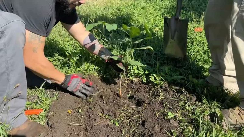 Twenty Chestnuts Were Just Planted At The Bronx Zoo