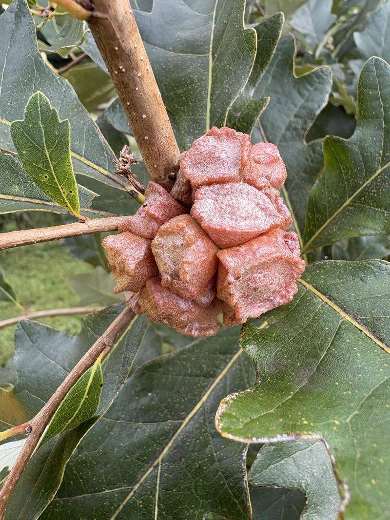 Twig Galls Cause Knobby Swellings On Branches