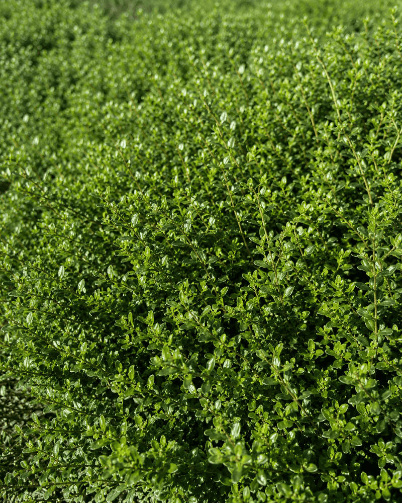 Twin Peaks Coyote Brush Twin Peaks Coyote Brush