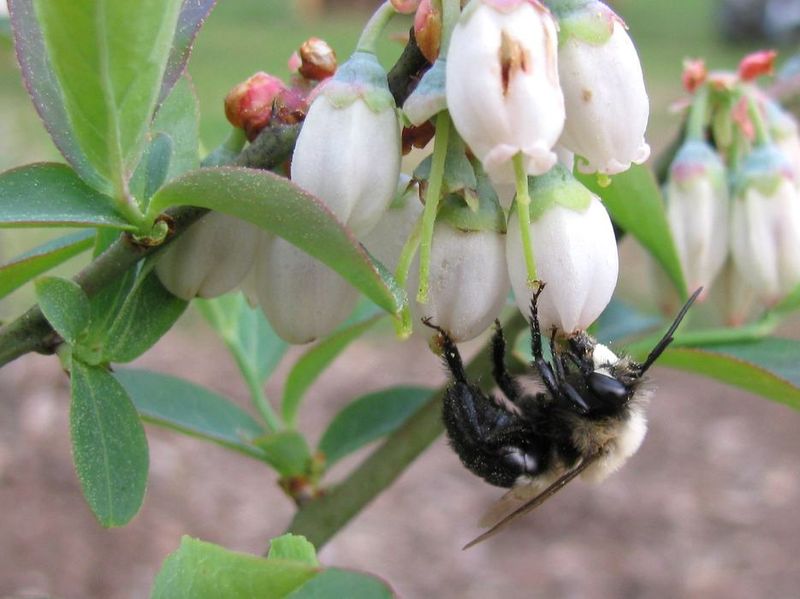 Two Blueberry Varieties Bring in More Bees and More Berries