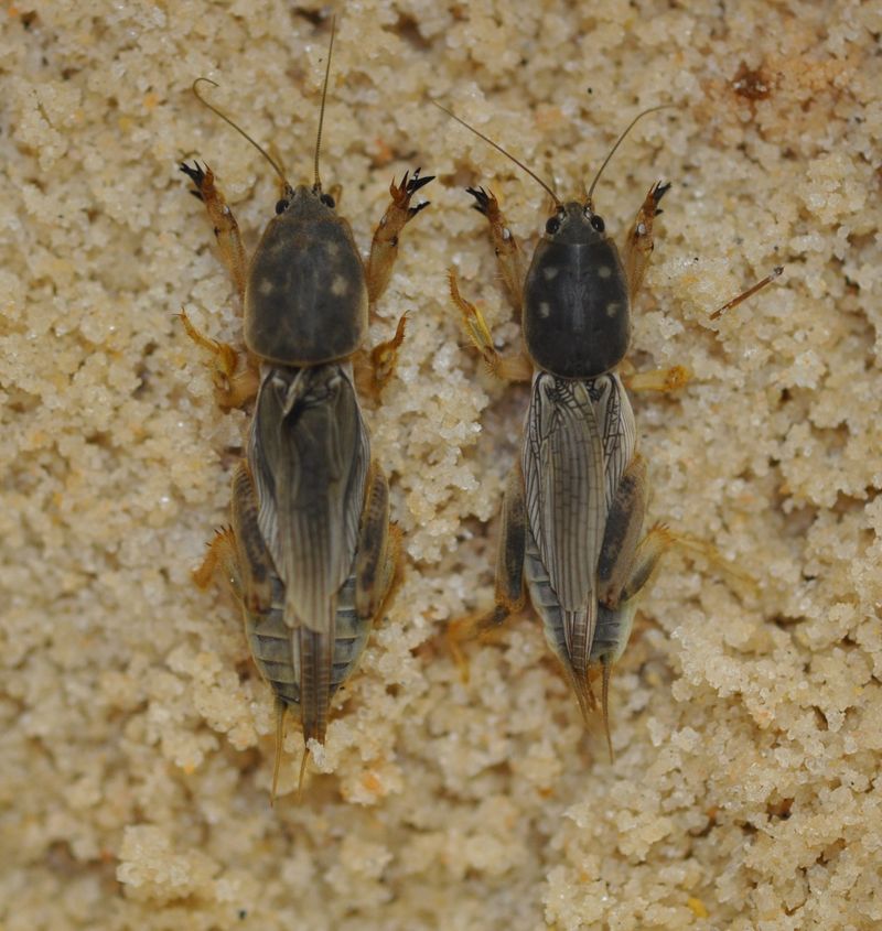 Two To Four Crickets Means It's Time To Act