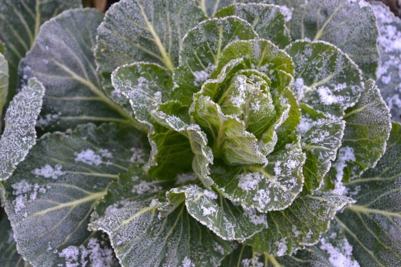Two Yards Nearby Can Wake Up To Very Different Frost Conditions Two Yards Nearby Can Wake Up To Very Different Frost Conditions